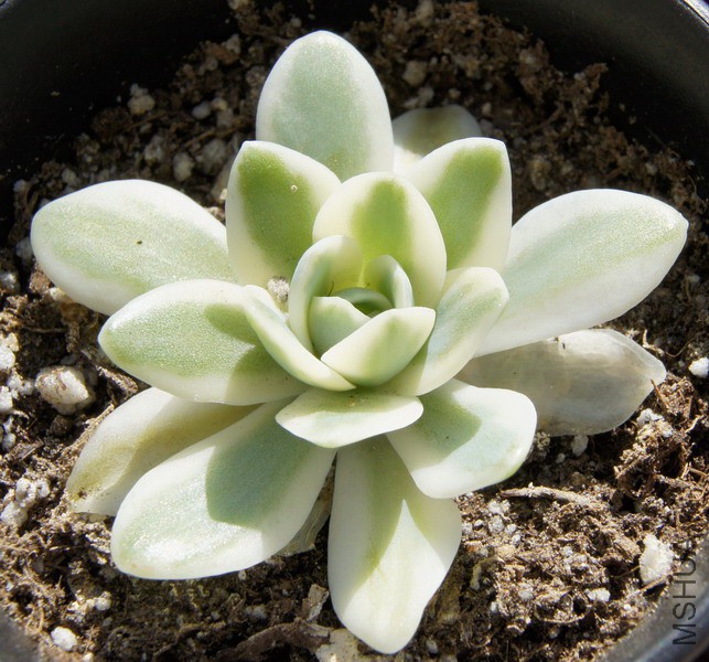 Orostachys iwarenge f. variegata 'Fuji' ��ʿ 2.JPG