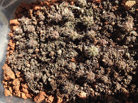 2015-11-27B - ����.JPG