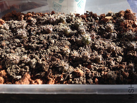 2015-11-27A - ����.JPG