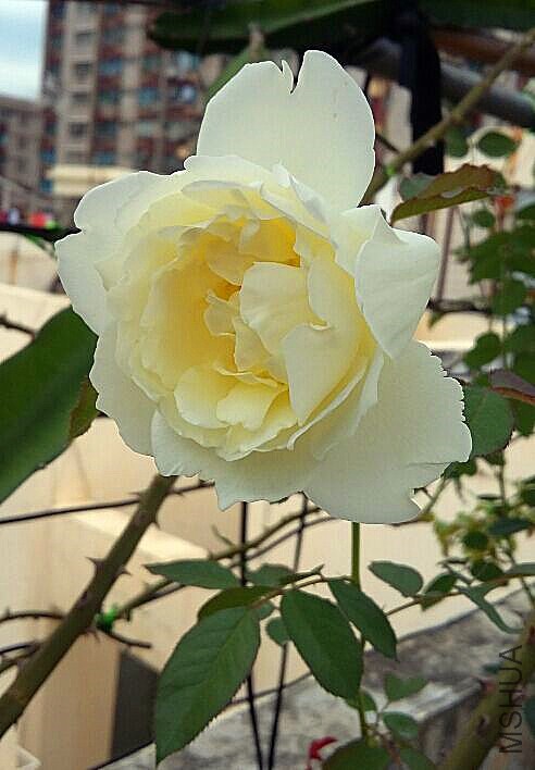 ѩҰһ��