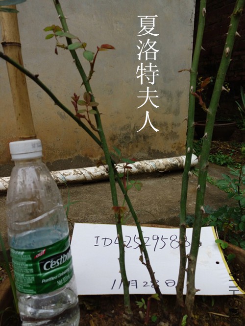 IMG_20151128_082551.jpg