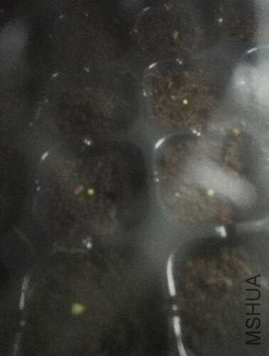 microMsg.1448369999346.jpg