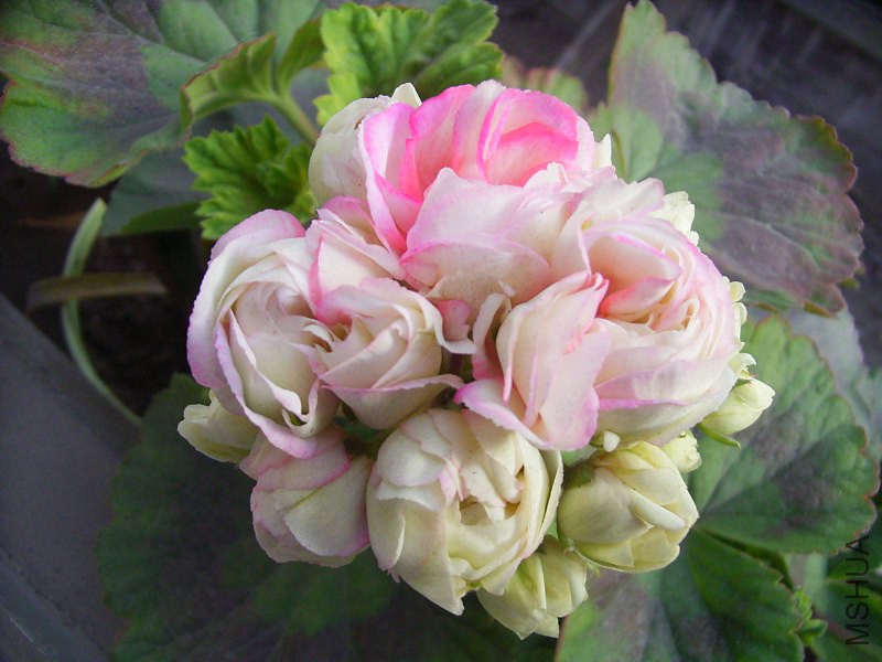 RIMG0129_800x600.JPG