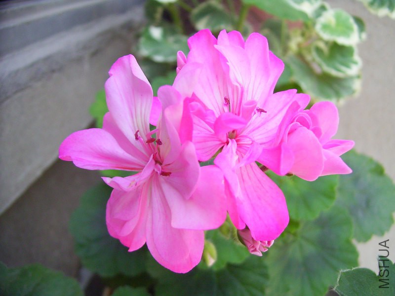RIMG0404_800x600.JPG