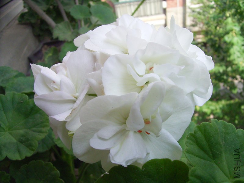 RIMG3757_800x600.JPG
