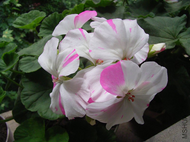 RIMG3984_800x600.JPG