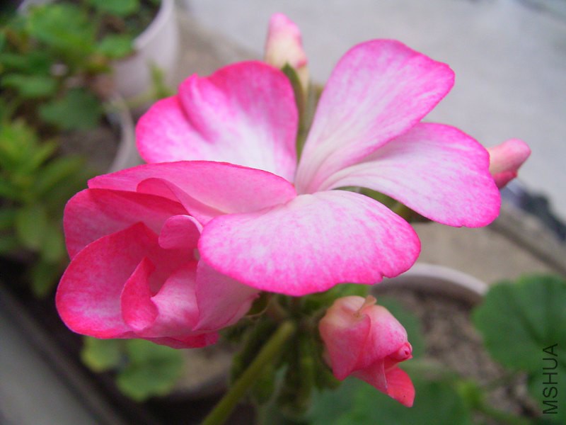 RIMG4205_800x600.JPG