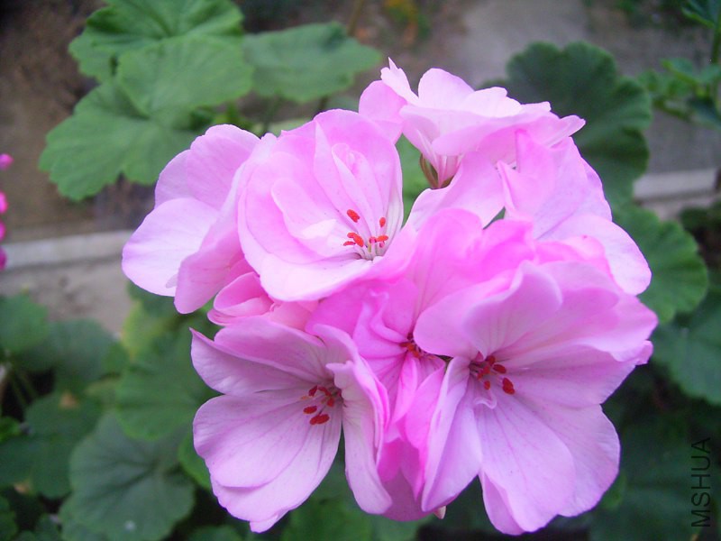 RIMG4265_800x600.JPG