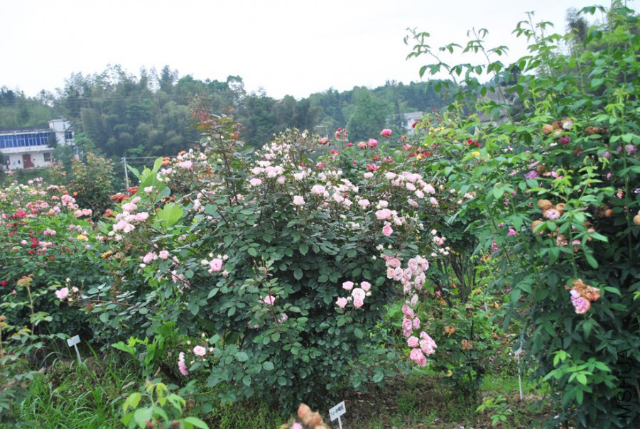 ��С����԰ (2).jpg