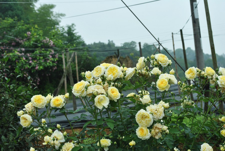 ��ʥ�� (4).jpg