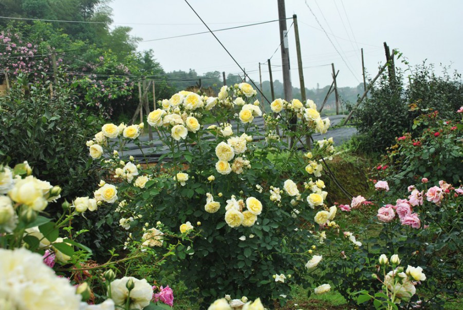 ��ʥ�� (6).jpg