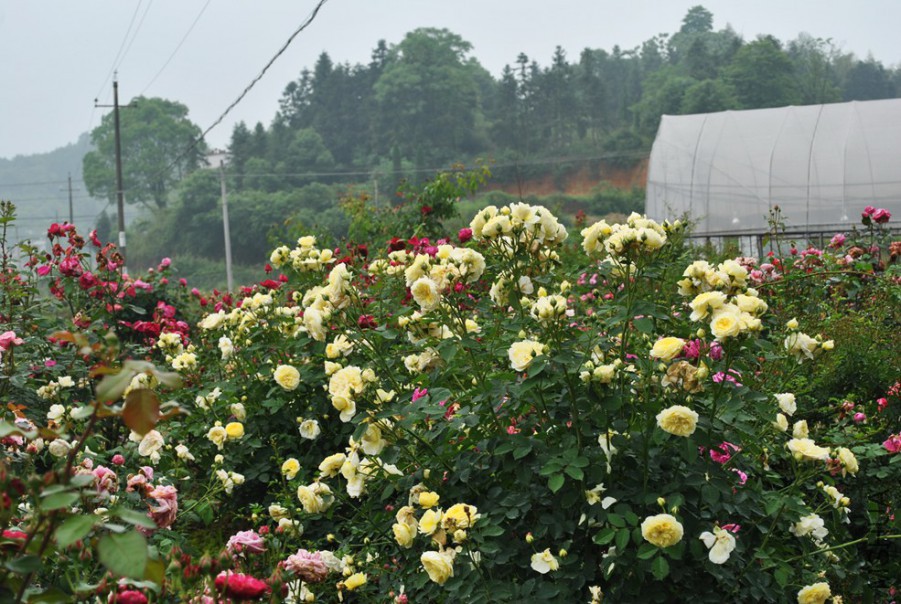 ��ʥ�ߣ� (2).jpg