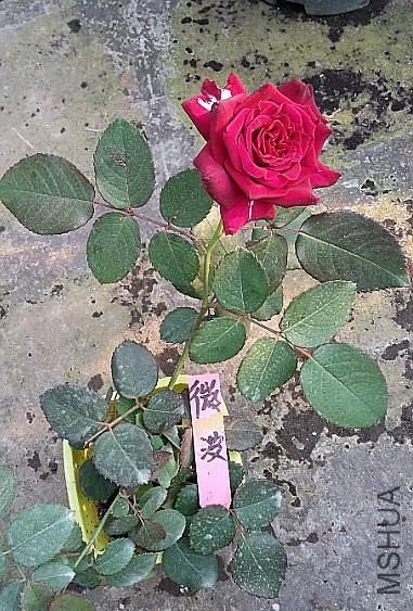 QQͼƬ20151129195337.jpg