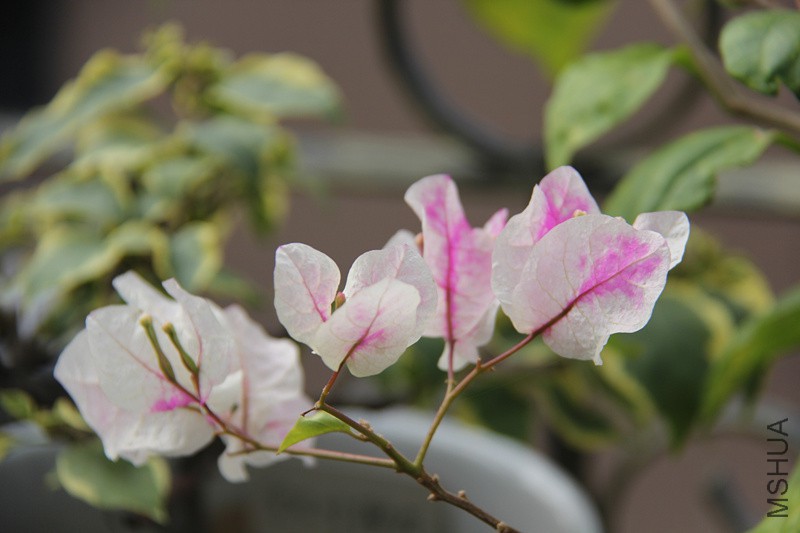 ����ӣ��