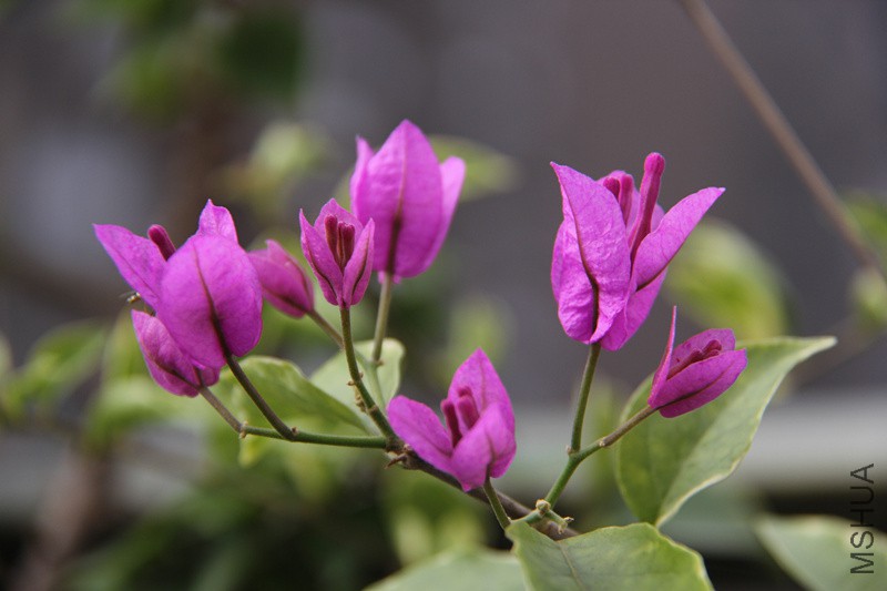 ����ǳ��