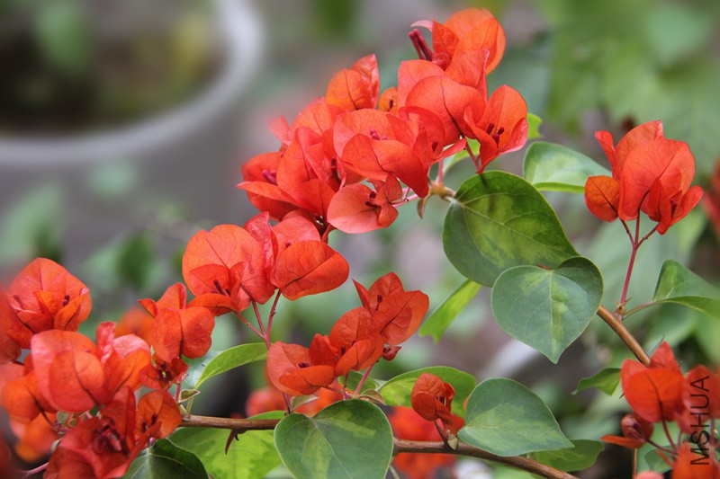 ����Ϧ����