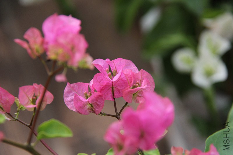 ��Ҷ����