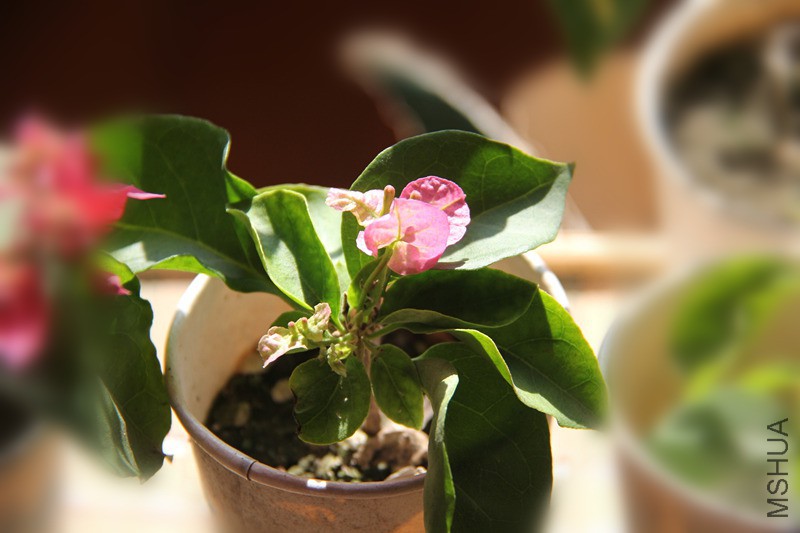 ��Ҷ����