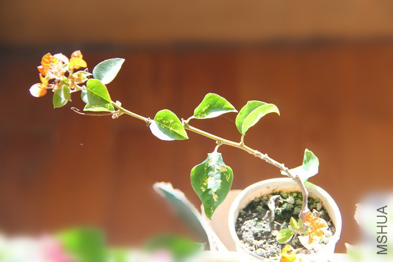 ����ȣ��Դ󣬶��绨��