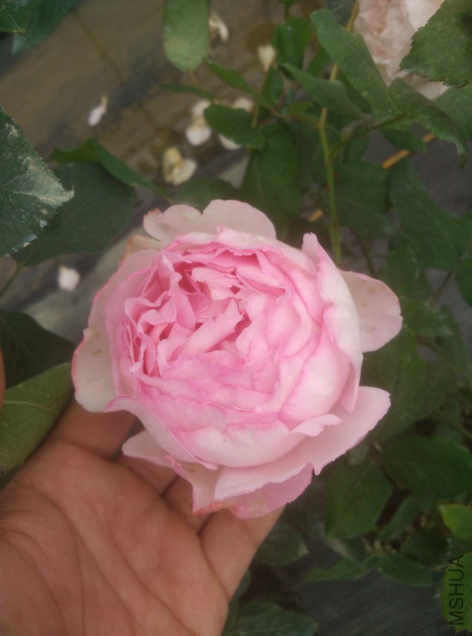 IMG20151128122947.jpg