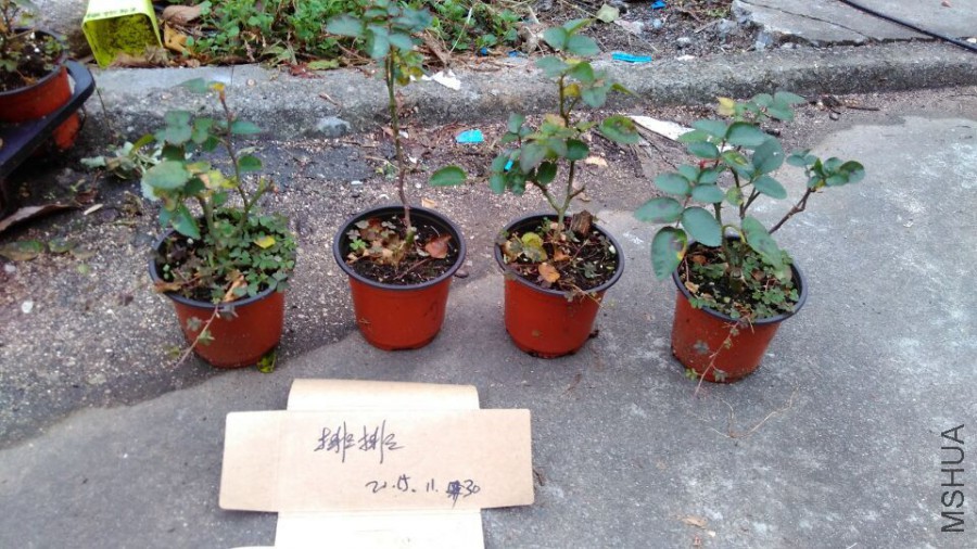 QQͼƬ20151130214902.jpg