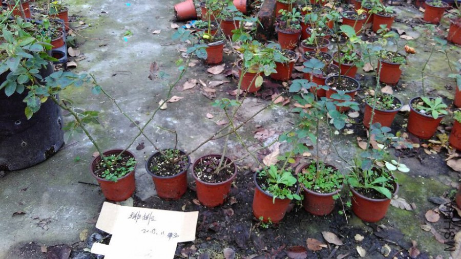 QQͼƬ20151130214913.jpg