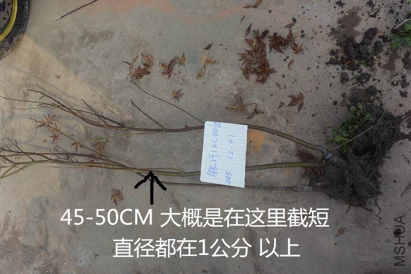 DSC_0439_����.jpg
