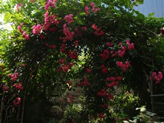 DSC08703 - ���� (2)_����.jpg