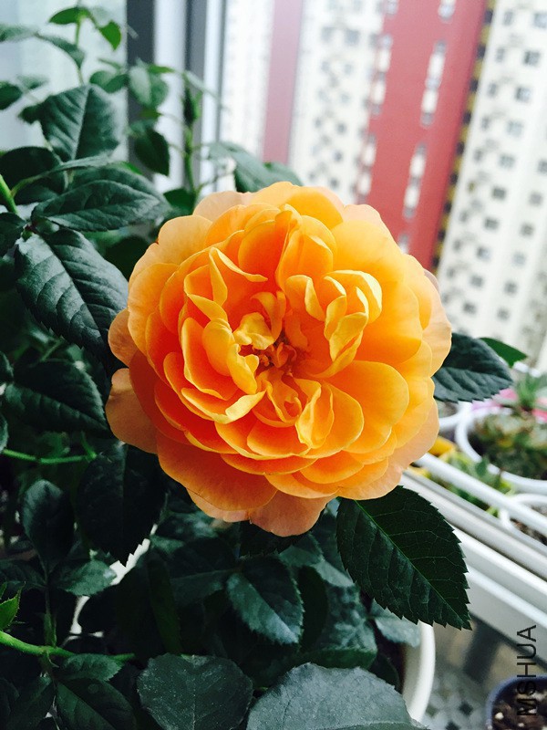 124050ny7d37742ld2nqyl.jpg