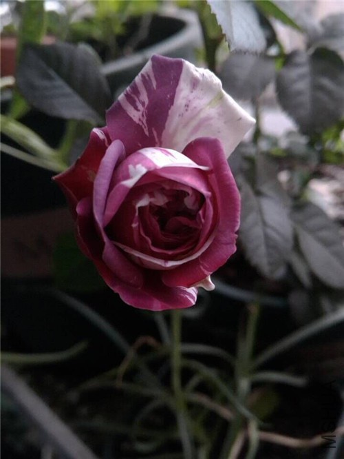 QQͼƬ20151202194301.jpg