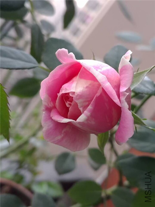 QQͼƬ20151202194147.jpg