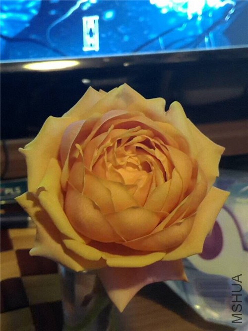 QQͼƬ20151202194220.jpg