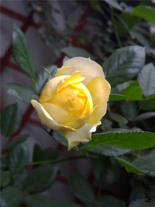 QQͼƬ20151202194222.jpg
