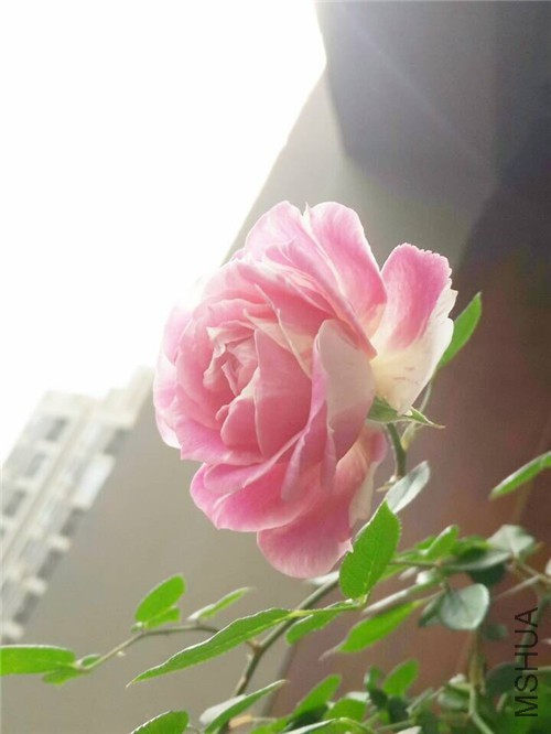 QQͼƬ20151202194250.jpg