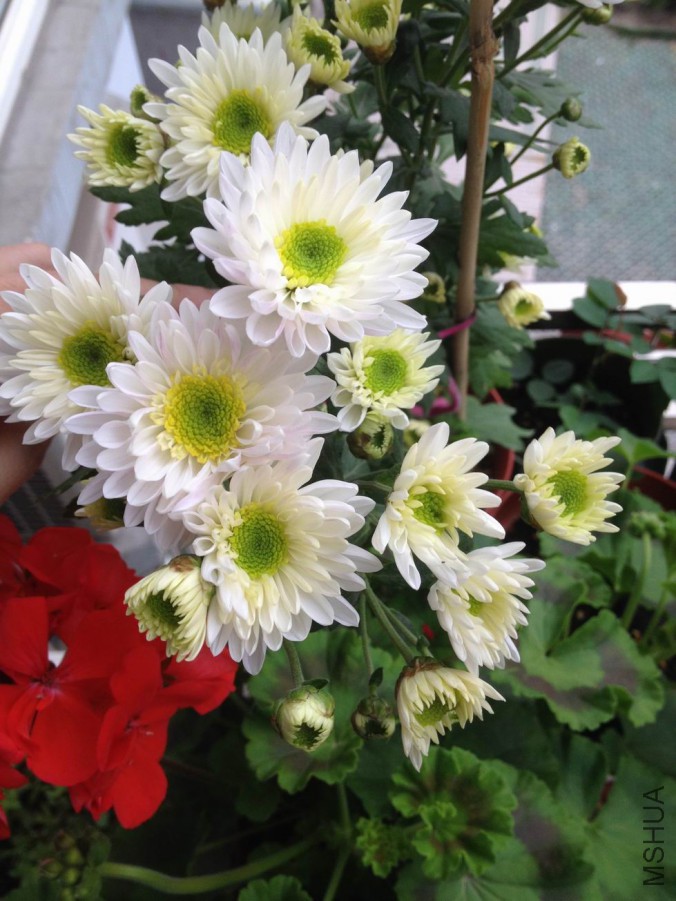 ������С IMG_0009.jpg