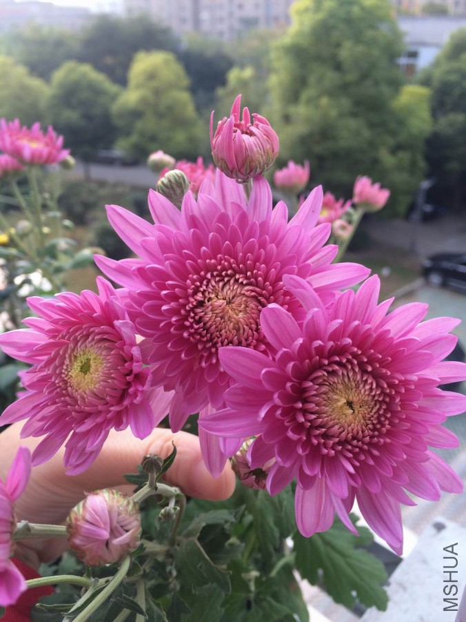 ������С IMG_0814.JPG