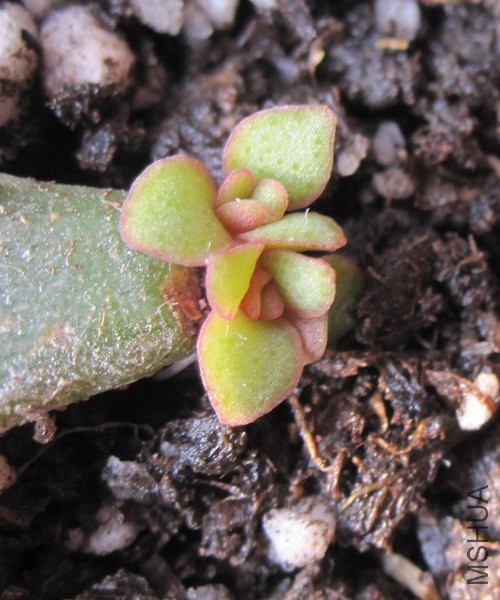 Crassula ovata ���� 1.JPG