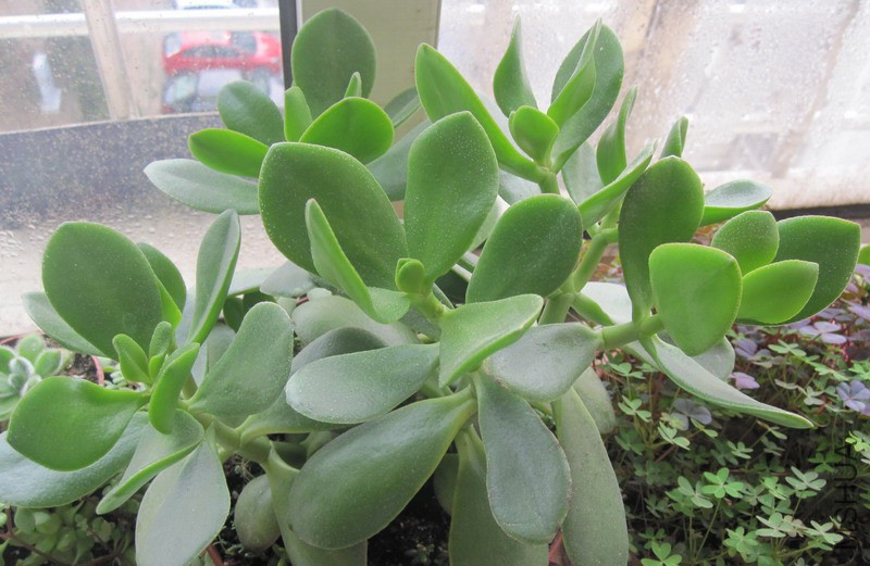 Crassula ovata ���� 4.JPG