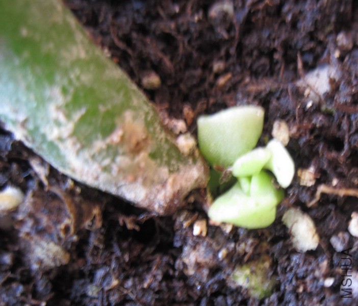 Crassula ovata 'Finger Jade' ͲҶ���� 1.JPG