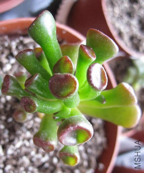 Crassula ovata 'Finger Jade' ͲҶ���� 5.JPG