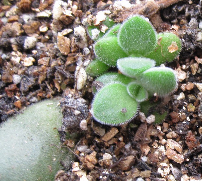Crassula rogersii ����ʫ 1.JPG