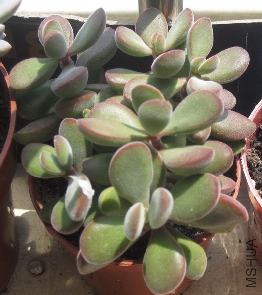 Crassula rogersii ����ʫ 4.JPG