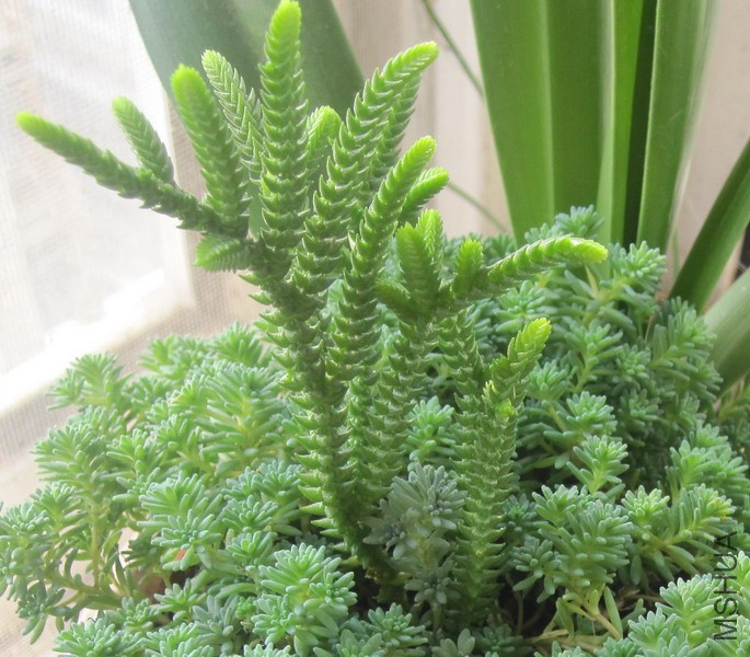 Crassula lycopodioides var. pseuddycodioides ���� 3.JPG