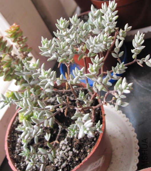 Crassula pruinosa ��ŵɯ 3.JPG