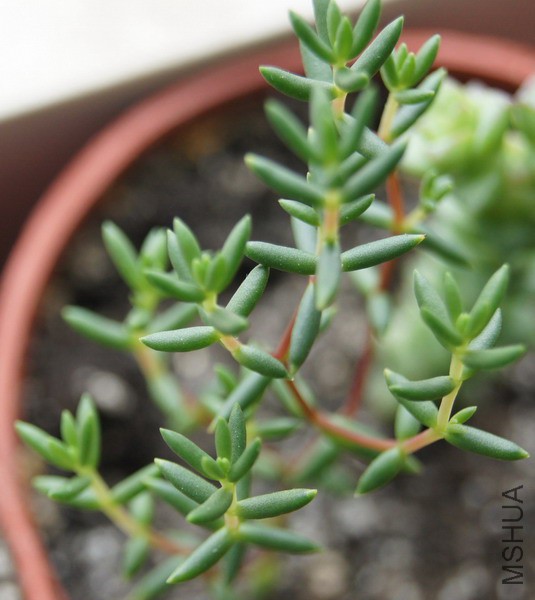 Crassula pruinosa ��ŵɯ 1.jpg