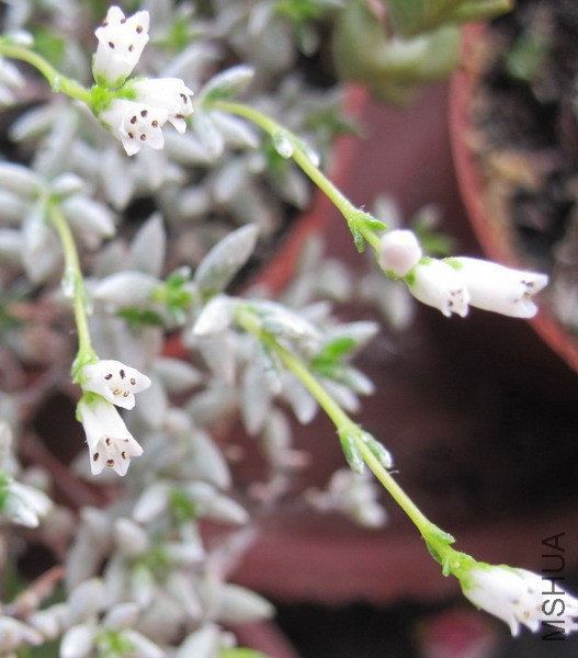 Crassula pruinosa ��ŵɯ 4A.JPG