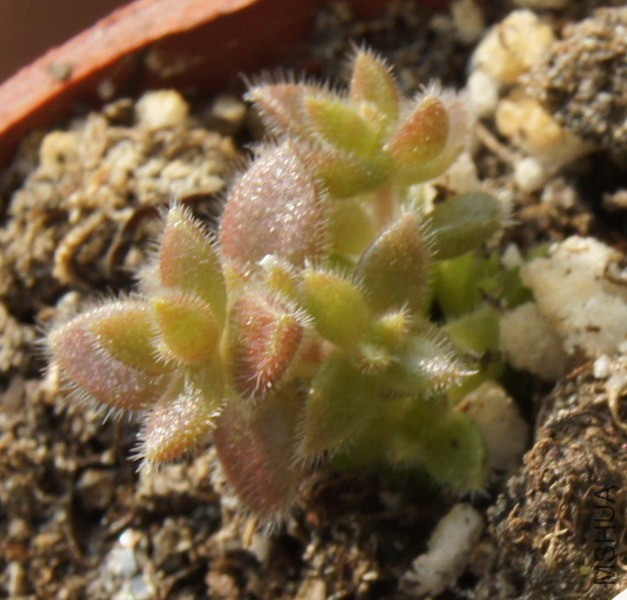 Crassula lanuginosa var. lanuginosa ʮ�ּ������� 3.jpg