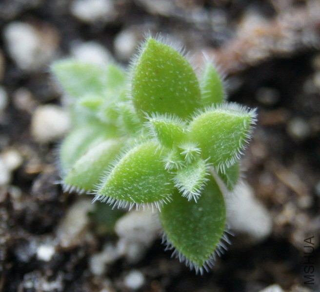 Crassula lanuginosa var. lanuginosa ʮ�ּ������� 1.jpg