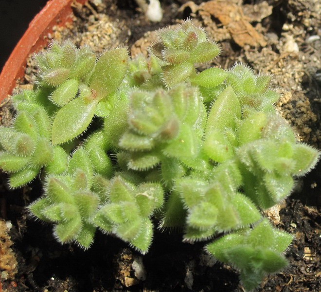 Crassula lanuginosa var. lanuginosa ʮ�ּ������� 4.jpg