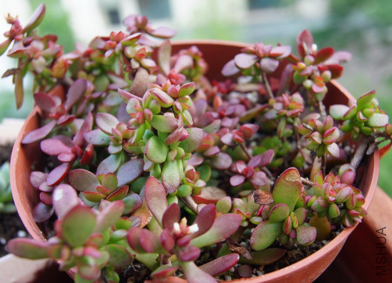 Crassula pubescens subsp. Radicans ���ɶ� 2.JPG